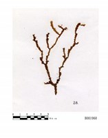 藏品(特異羽蘚)的圖片
